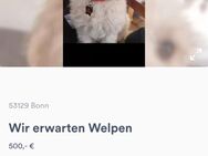 Die kleinen sind da - Bonn