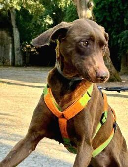 Côco, die freundliche - Hückelhoven