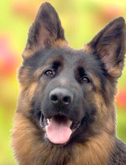 PRETTY DIANA - bildhübsch&intelligent - Betzenstein