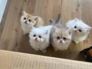 Bkh/Blh Kätzchen (Kittens) - Gelsenkirchen Buer