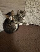 Mischlingskatzen in 75365