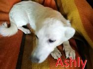 ASHLY ❤sucht Zuhause oder Pflegestelle - Langenhagen