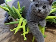 Bkh reinrassige Kitten kurzhaar - Osnabrück