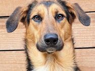 Vido - Toller Hundemann sucht ruhiges... - Obertshausen