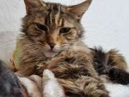 Hauskatze und xl Main Coon, beides Mädels - Jüterbog