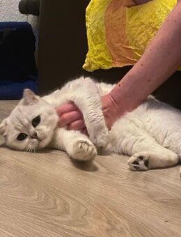 BKH Kater - Löningen