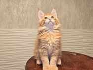 Maine Coon Kitten reinrassig mit Stammbaum - Duisburg