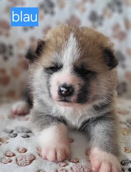 Akita Inu Welpen - Berlin Mitte