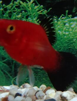 Wagteilplaty - Hohenroth