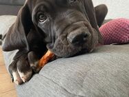 1 Reinrassige deutsche Dogge (Hündin)Welpen - Köthen (Anhalt)