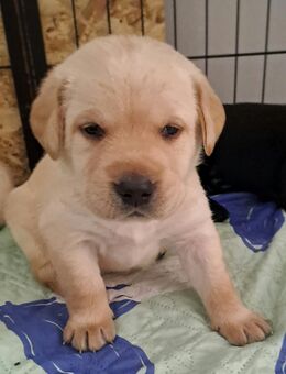 Reinrassige Labradorwelpen blonder Prinz - Rietz-Neuendorf