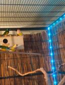 3 Pärchen Gouldmadienen in 21255