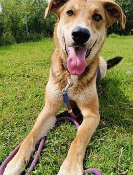 Lemmy sucht erfahrene Menschen 🐶 - München