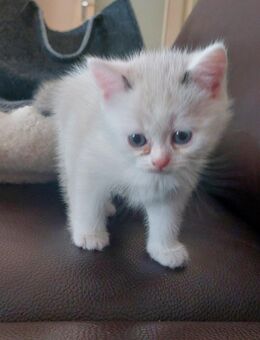 BKH Kitten - Nettetal