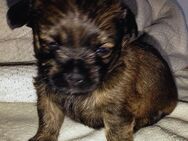 Chihuahua Mixe Welpen nur noch 2 - Moers