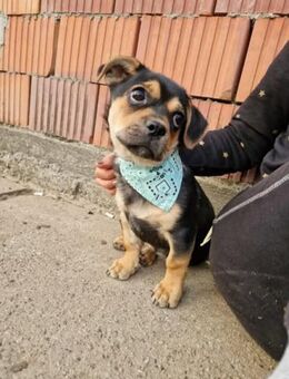 Minikleiner Purzel sucht seine Couch - Mannheim