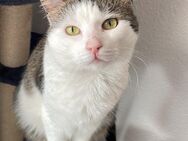 Hauskatze Morle - Erfurt