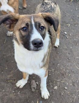 Happy sucht Herzensmensch - Itzehoe