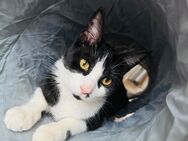 Maine Coon Kater - Mönchengladbach