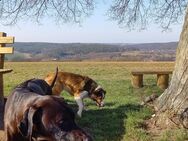 Mietwohnung im Großraum Gera gesucht - Gera