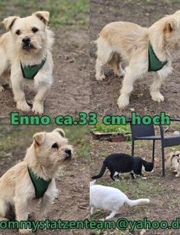 Enno sucht die Nähe zum Menschen - Schafflund