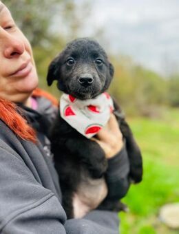 Pudelmix-Mädchen MAKEDA sucht 1 Zuhause - Mylau