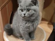 BKH Kitten Farbe Blau suchen liebevolle Familien - Hebertsfelden