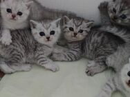 BKH Kitten Mix - Braunschweig