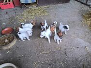 Jack-Russel Mix Welpen vom Bauernhof - Lippetal