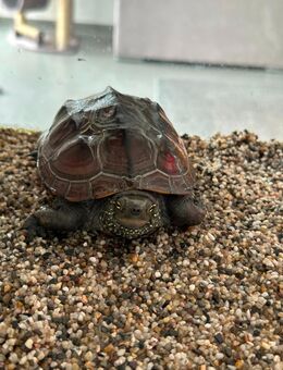 Chinesiche Dreikielwasserschildkröte. Sie ist 3,5 Jahre alt. - Zemmer