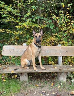Nacho Malinois sucht aktives Zuhause - Hausen (Würzburg)