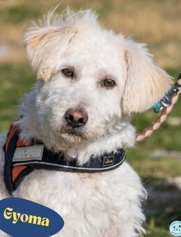 Gyoma SI - verträglich, offen - Rheine