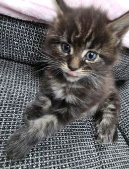 Unsere wunderschöne Maine Coon Prinzessin sucht bald ein liebevolles Zuhause auf Lebenszeit! ❤️ - Offenbach (Main)