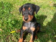 Deutsche Pinscher Welpen - Bad Harzburg