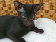 OKH - Orientalisch Kurzhaar - Katzenbaby Kitten Kätzchen - 1 Junge darf bald ausziehen! - Syke