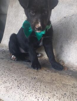 Tesla Zuhause gesucht für die entzücke - Wedel