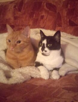 2 Liebe und gesunde Kater in liebevolle Hände abzugeben - Altenmedingen