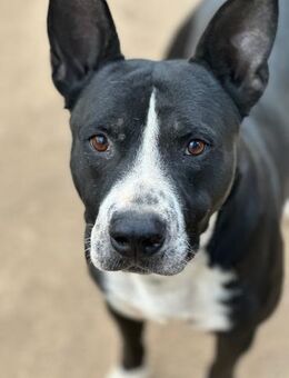 ARON - ein Hund mit Special Effects - Dänischenhagen