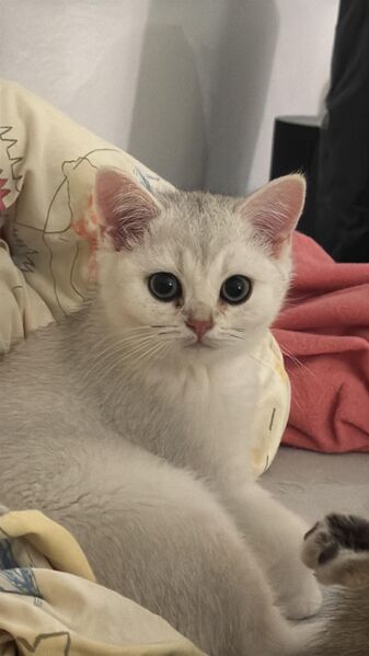 British Kurzhaar Kitten silver shaded - Groß Gerau