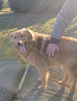 Biondo, a.d.Tierschutz, sanft und schmusebedürftig - Boxberg (Oberlausitz)