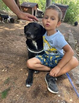 Sensibler ruhiger BLACKY sucht ♥️ - München