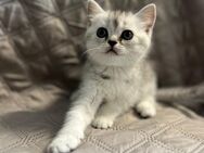 BKH Kitten mit Stammbaum,Britisch Kurzhaar Kätzchen - München Bogenhausen