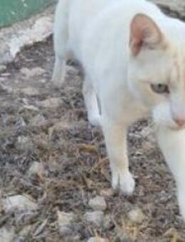 Werde Pflegestelle für Katzen in NOT - Benediktbeuern