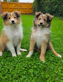 Bezaubernde Sheltie-Rüden auszugsbereit - Edewecht