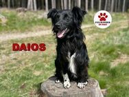Daios sucht ein liebes Zuhause - Margetshöchheim