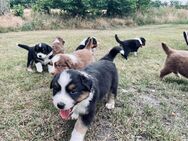 Australian Shepherd Welpen - Fürstenau