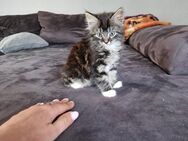 Katze - Borken (Hessen)
