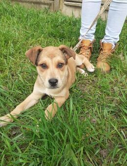 Rüde Garas sehnt sich nach Liebe ! - Dortmund