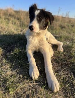 Bono - der sanfte Hirtenhund-Bub - Gerlingen