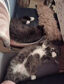 Mixkätzchen suchen ein zu hause in 09577